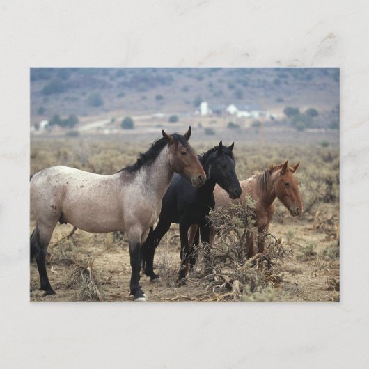 Carte Postale Chevaux Mustang sauvages 5 (Devant)