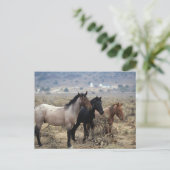Carte Postale Chevaux Mustang sauvages 5 (Debout devant)