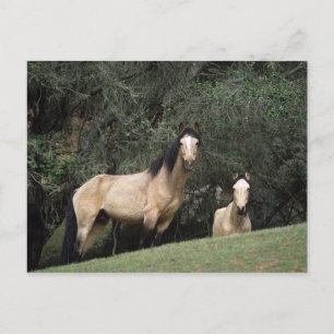 Carte Postale Chevaux Mustang Sauvages 6