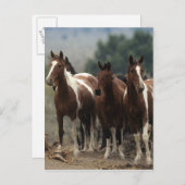Carte Postale Chevaux Mustang Sauvages 7 (Devant / Derrière)