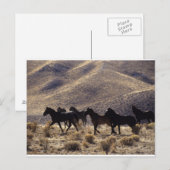 Carte Postale Chevaux Mustang sauvages dans le désert 1 (Devant / Derrière)