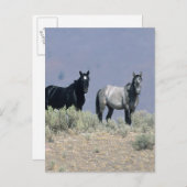 Carte Postale Chevaux Mustang sauvages dans le désert 3 (Devant / Derrière)