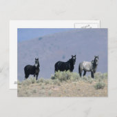 Carte Postale Chevaux Mustang sauvages dans le désert 3 (Devant / Derrière)