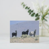 Carte Postale Chevaux Mustang sauvages dans le désert 3 (Debout devant)