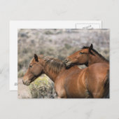 Carte Postale Chevaux Mustang Sauvages Touchant (Devant / Derrière)