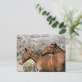 Carte Postale Chevaux Mustang Sauvages Touchant (Debout devant)