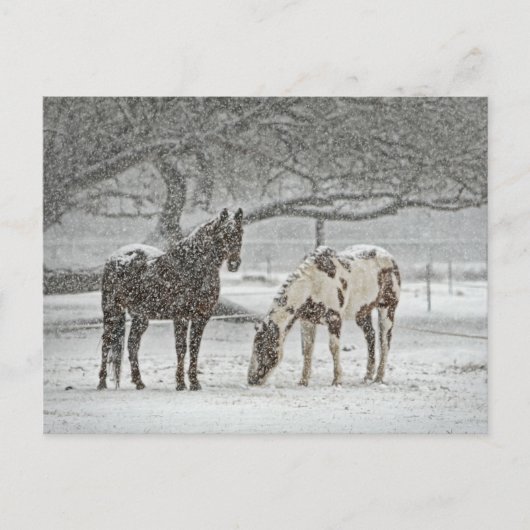 Carte Postale Chevaux neigeux (Devant)