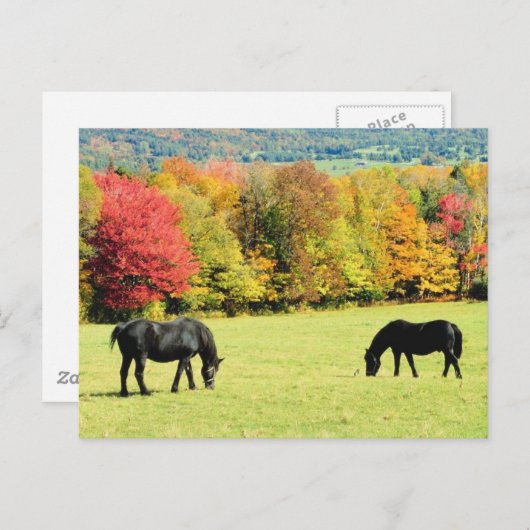 Carte Postale Chevaux noirs en automne (Devant / Derrière)