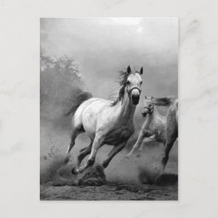 Carte Postale Chevaux noirs et blancs en course