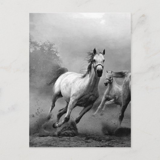 Carte Postale Chevaux noirs et blancs en course (Devant)