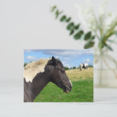 Carte postale Chevaux noirs et blancs / Ponts (Debout devant)