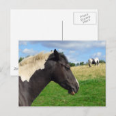 Carte postale Chevaux noirs et blancs / Ponts (Devant / Derrière)