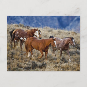 Carte Postale Chevaux Parcourir les collines