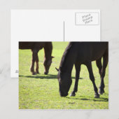 Carte Postale Chevaux pâturant 2 (Devant / Derrière)