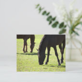 Carte Postale Chevaux pâturant 2 (Debout devant)