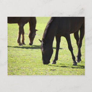 Carte Postale Chevaux pâturant 2