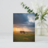 Carte Postale Chevaux pâturant le jour orageux (Debout devant)