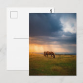 Carte Postale Chevaux pâturant le jour orageux (Devant / Derrière)