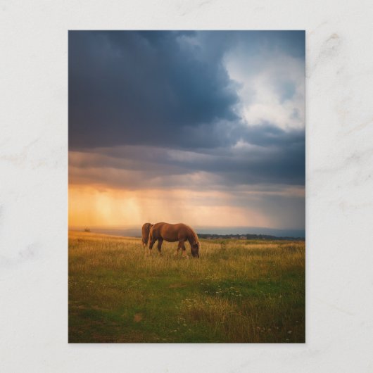 Carte Postale Chevaux pâturant le jour orageux (Devant)