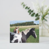 Carte Postale Chevaux Piebald & Châtaignes (Debout devant)