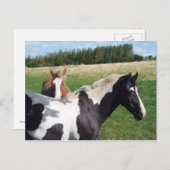 Carte Postale Chevaux Piebald & Châtaignes (Devant / Derrière)