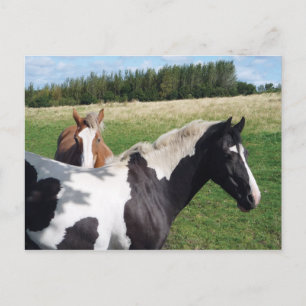 Carte Postale Chevaux Piebald & Châtaignes