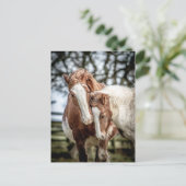 Carte Postale Chevaux/Ponts (Debout devant)