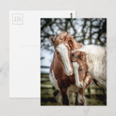 Carte Postale Chevaux/Ponts (Devant / Derrière)