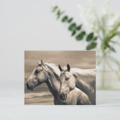 Carte Postale Chevaux Quarter sur la prairie canadienne (Debout devant)