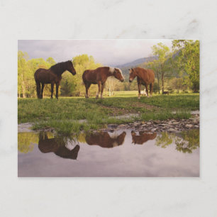 Carte Postale Chevaux reflétés dans un petit ruisseau, Cades Cov