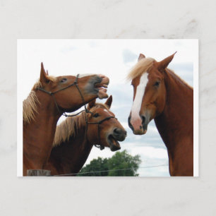 Carte Postale Chevaux riant
