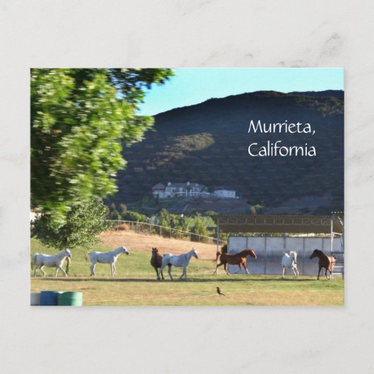 Carte Postale Chevaux Romping en Murrieta, CA (Devant)