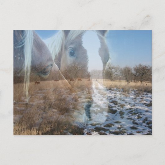 Carte Postale Chevaux Salutation hivernale (Devant)