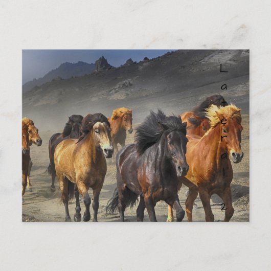 Carte Postale Chevaux sauvages (Devant)