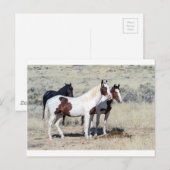CARTE POSTALE CHEVAUX SAUVAGES (Devant / Derrière)