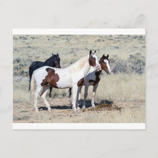 CARTE POSTALE CHEVAUX SAUVAGES (Devant)