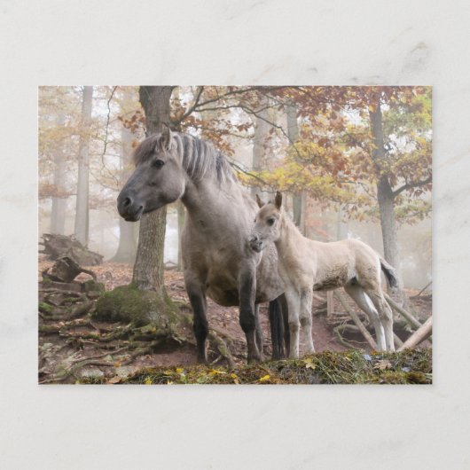 Carte Postale Chevaux sauvages (Devant)