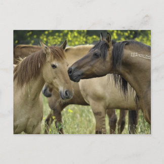 Carte Postale Chevaux sauvages