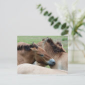 Carte Postale Chevaux sauvages (Debout devant)