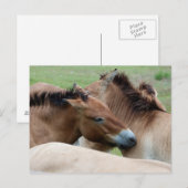 Carte Postale Chevaux sauvages (Devant / Derrière)