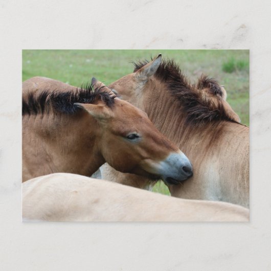Carte Postale Chevaux sauvages (Devant)