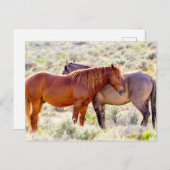 Carte Postale Chevaux sauvages (Devant / Derrière)