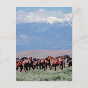 Carte Postale Chevaux sauvages à l'ouest