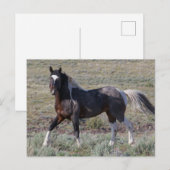 Carte Postale Chevaux sauvages après un bain de poussière (Devant / Derrière)