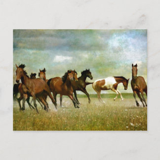 Carte Postale Chevaux sauvages - Art créatif Vintage