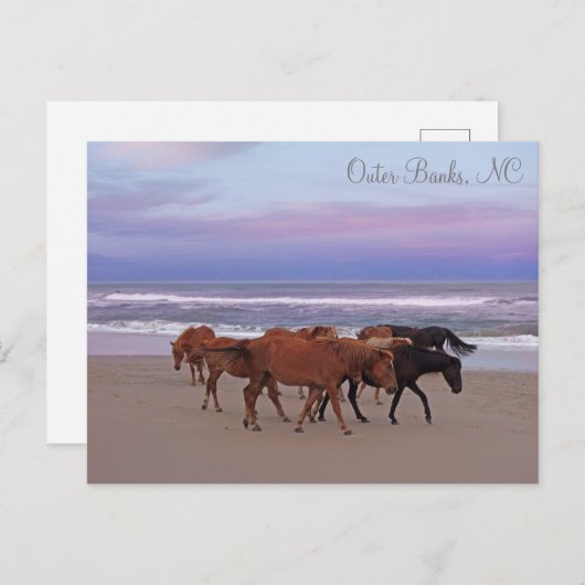 Carte Postale Chevaux sauvages Banques extérieures OBX Corolla N (Devant / Derrière)