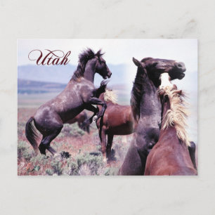 Carte Postale Chevaux sauvages combattant, Utah