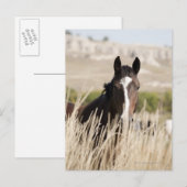 Carte Postale Chevaux sauvages dans le Dakota du Sud (Devant / Derrière)