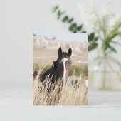 Carte Postale Chevaux sauvages dans le Dakota du Sud (Debout devant)