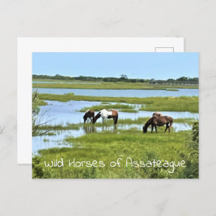 Carte Postale Chevaux sauvages d'Assateague